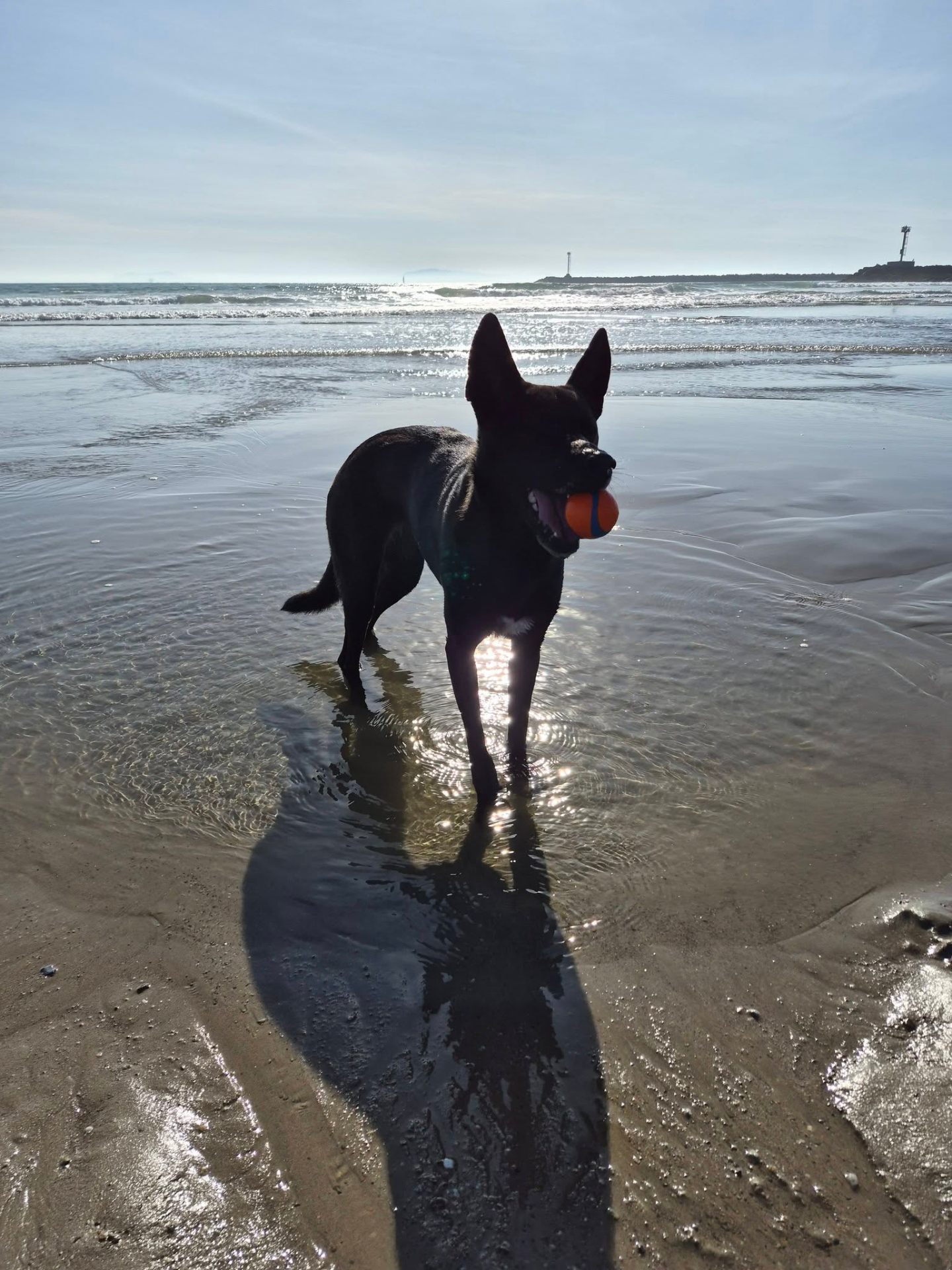 Dog with a ball at Hollywood Beach