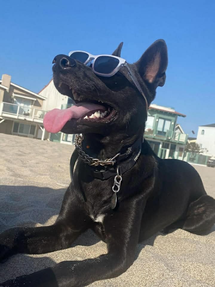 Office dog in shades on the beach